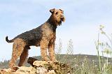 AIREDALE TERRIER 132
